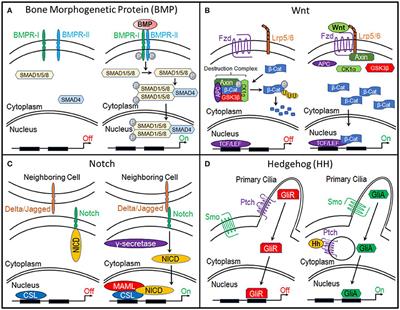 Microenvironmental Regulation of Chondrocyte Plasticity in Endochondral Repair—A New Frontier for Developmental Engineering